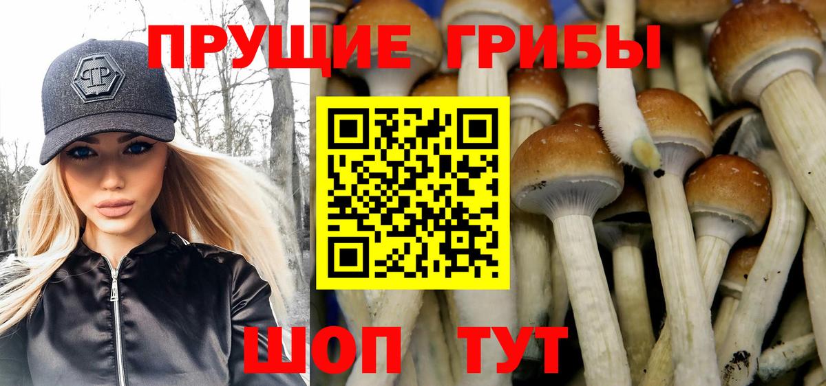 Кировск  Галлюциногенные грибы прущие грибы  Вход с VPN 